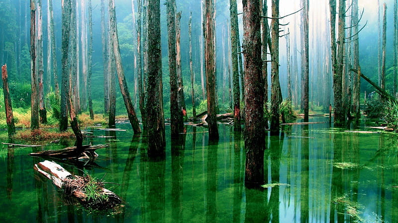 Flooded Forest, flood, forests, trees, swamp, HD wallpaper