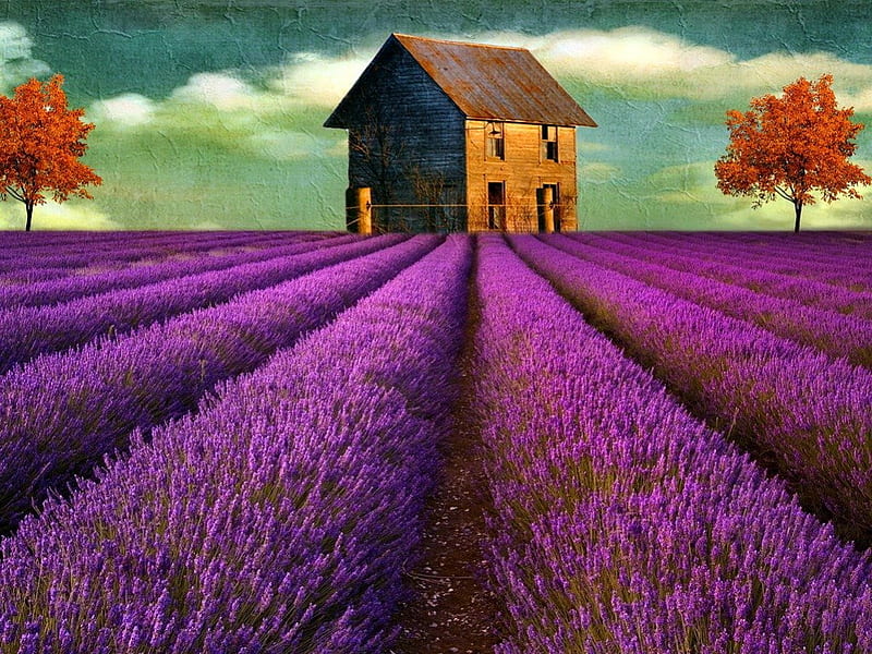 House on lavender field, pretty, house, lovely, cottage, scent, bonito, cabin, lavender, trees, fragrance, sky, nice, painting, summer, rows, field, HD wallpaper