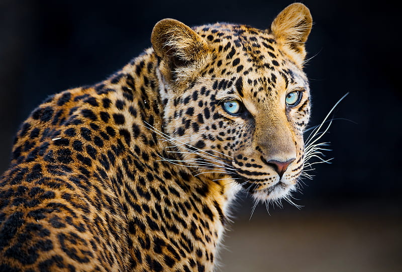 leopard, pretty, big cats, blue eyes, wildlife, Animal, HD wallpaper