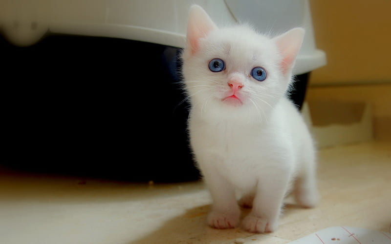 white kitten, baby, blue eyes, cats, HD wallpaper