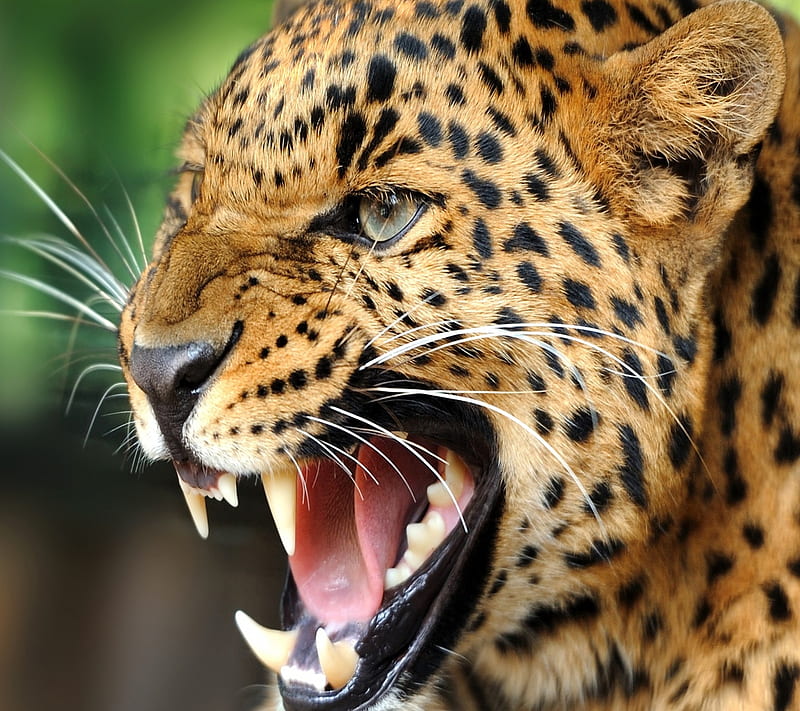 Wild Leopard, HD wallpaper | Peakpx