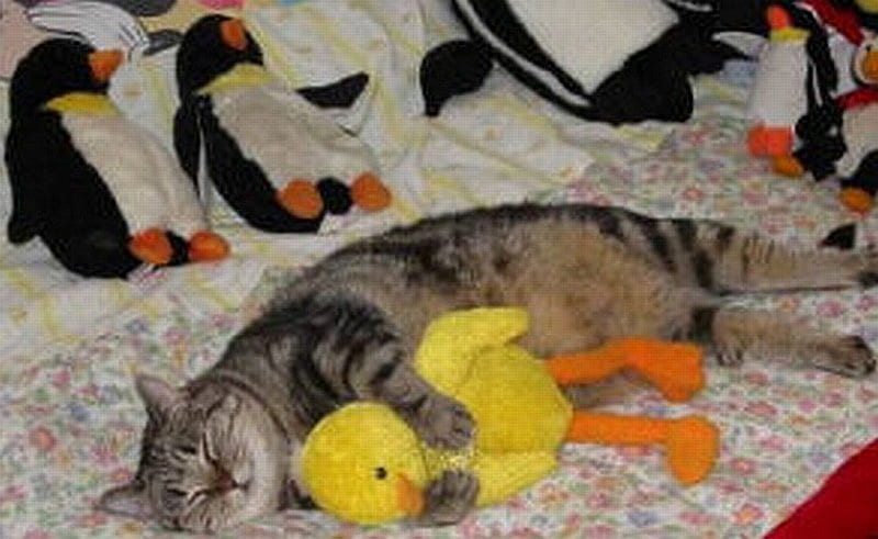Cat and Ducky, ducks, graphy, cats, animals, HD wallpaper
