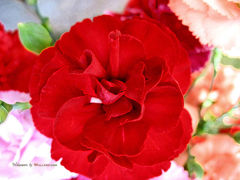 38 160010 red carnation red carnation flower, flower, pretty, red, carnation, HD wallpaper