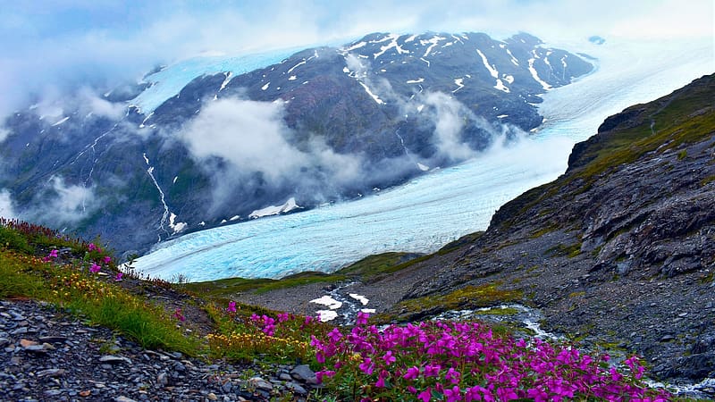 Exit Glacier along the Harding Icefield Trail, Kenai Fjords National Park, Alaska, trees, clouds, landscape, flowers, sky, rocks, ice, usa, HD wallpaper