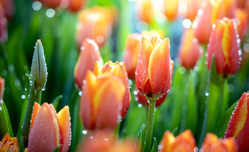 Flowers, Tulip, Flower, Macro, Nature, Orange Flower, HD wallpaper