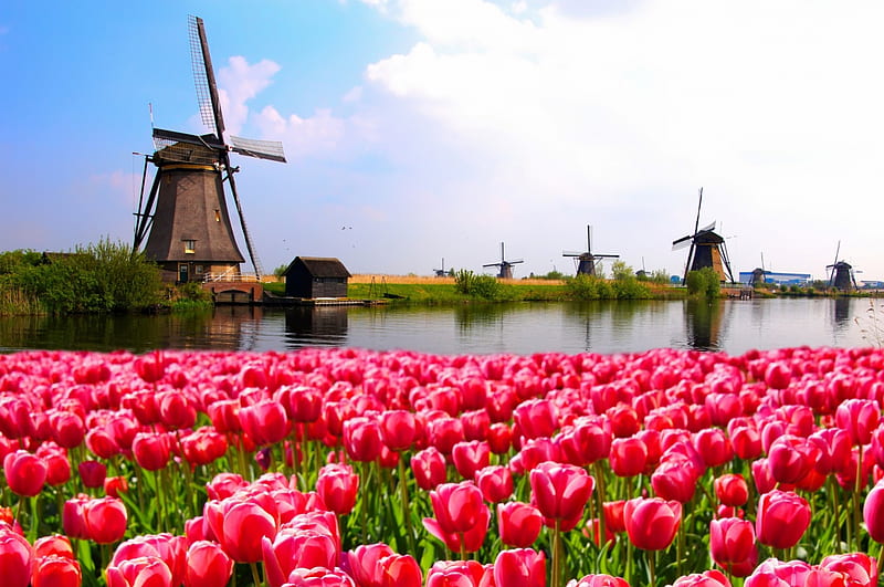 Holland mills, windmill, dutch, bonito, spring, sky, Holland, flowers, tulips, river, landscape, HD wallpaper