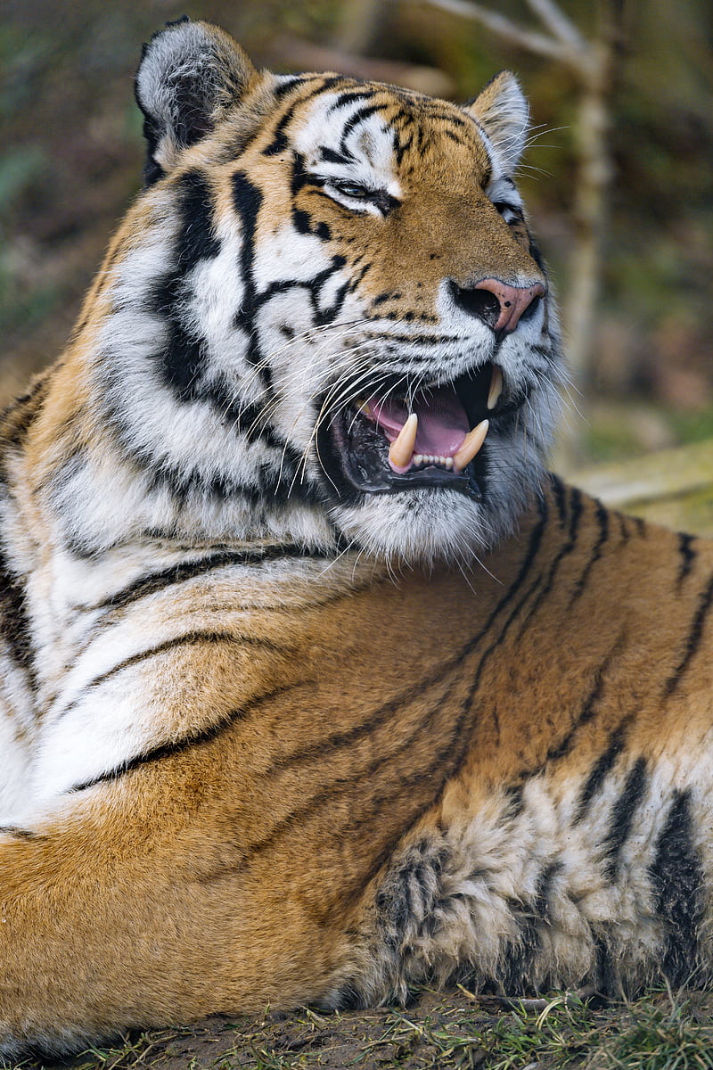 tiger, predator, big cat, fangs, jaws, HD phone wallpaper