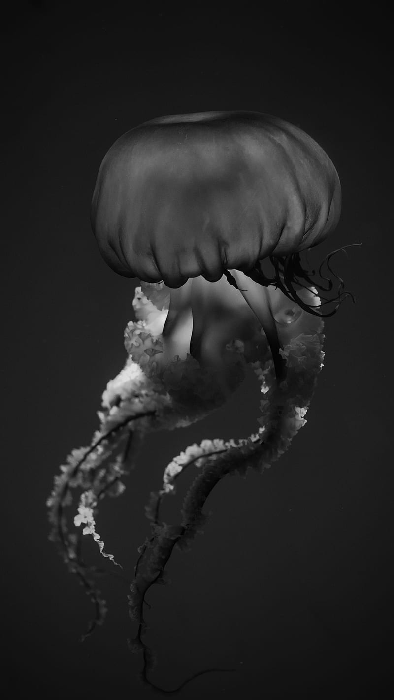 Black jellyfish , black and white, sea, sea creature, sea creatures, white, HD phone wallpaper