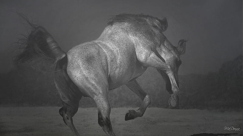 Horse in Black and White #4, , gray, gris, horse, play, HD wallpaper