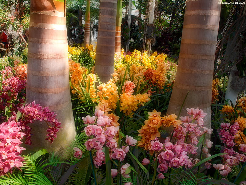 orchid garden, purple, colourful, orange, orchid, flowers, garden, trees, pink, HD wallpaper