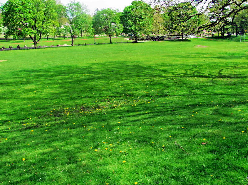 A Beautiful Day, walk in the park, green grass, grass, HD wallpaper