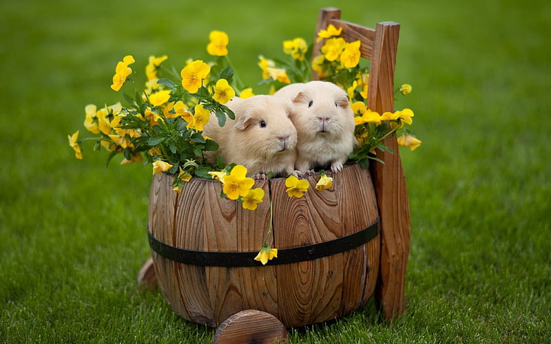 guinea pigs, cute animals, wooden barrel, green grass, HD wallpaper