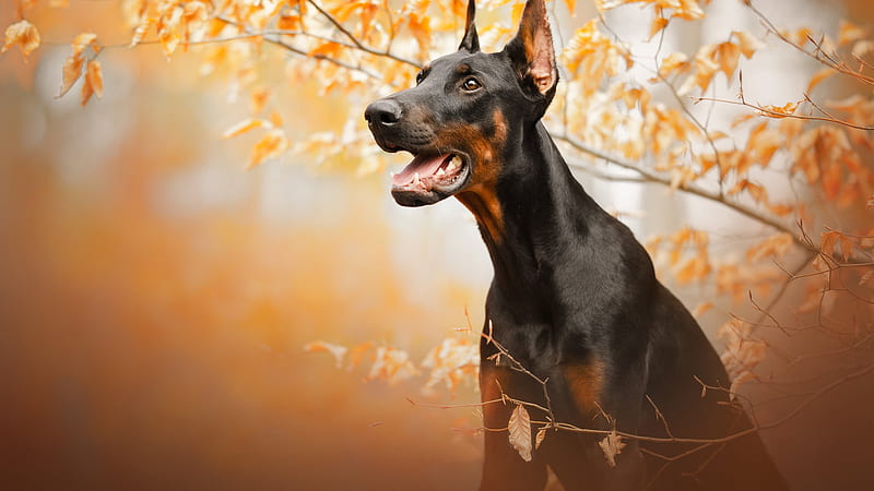 Doberman Pinscher Dog Pet Dog, HD wallpaper