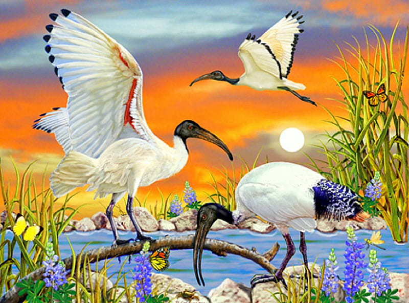 ✬Sacred Ibis✬, attractions in dreams, bonito, creativer pre-made, paintings, bright, flowers, butterfly designs, animals, moons, lovely, colors, love four seasons, birds, fabulous, butterflies, water, summer, HD wallpaper