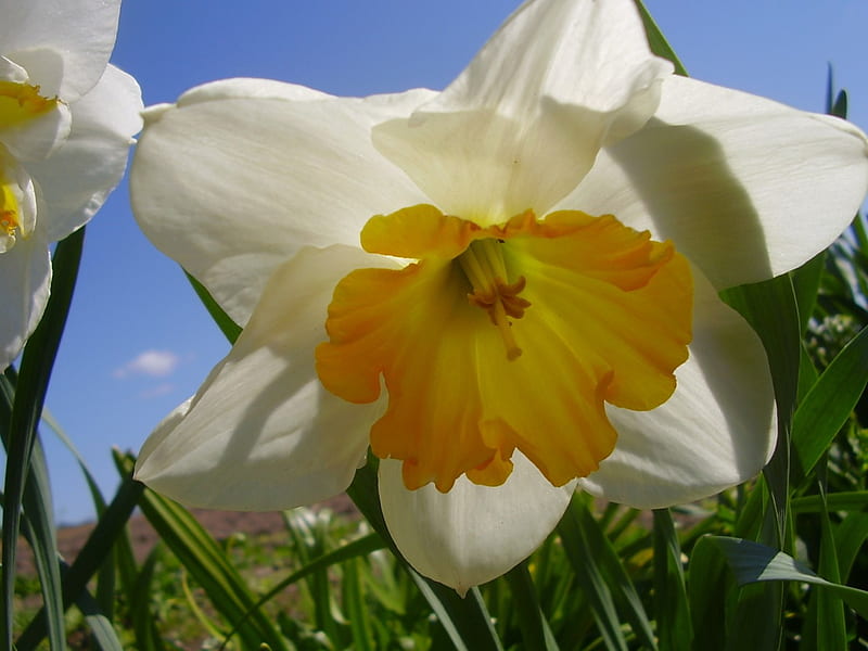 Pretty daffodil flower, pretty, fragrant, yellow, spring, sky, green, flower, daffodil, white, HD wallpaper