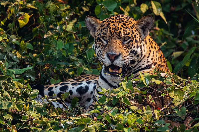 Cats, Jaguar, Big Cat, predator (Animal), HD wallpaper | Peakpx