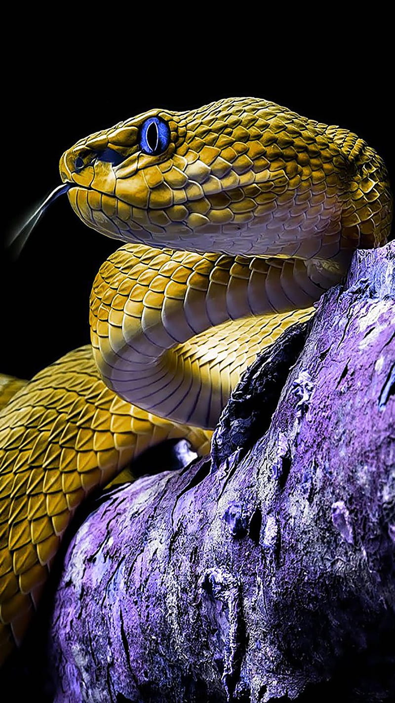 Cobra, snake, viper, HD phone wallpaper
