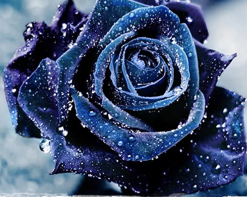 PURPLE/BLUE ROSE, flower, purple, rose, blue, HD wallpaper