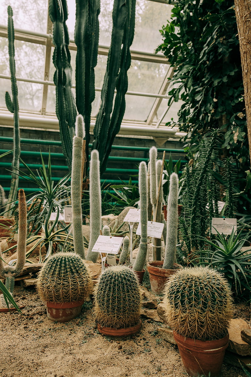 Plantas de cactus verdes, Fondo de pantalla de teléfono HD | Peakpx