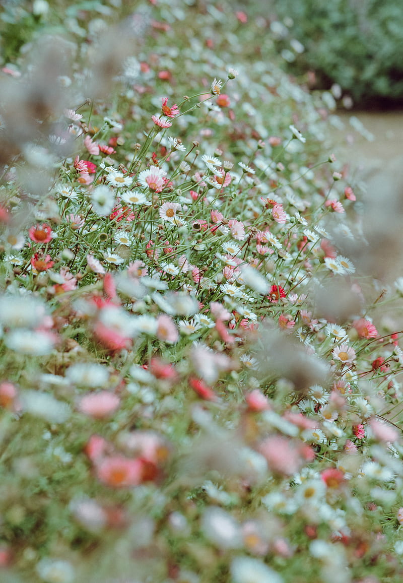 flowers, daisies, flowerbed, white, pink, HD phone wallpaper