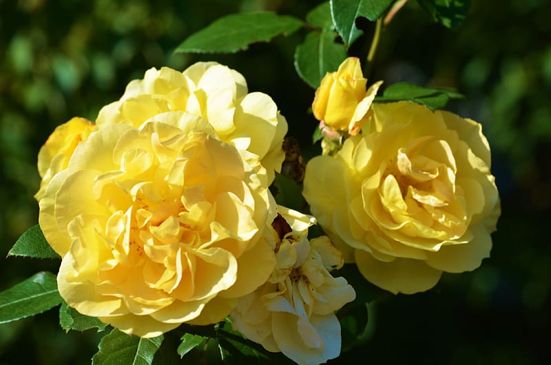 Yellow Rose, leaves, blossom, plant, garden, petals, HD wallpaper | Peakpx