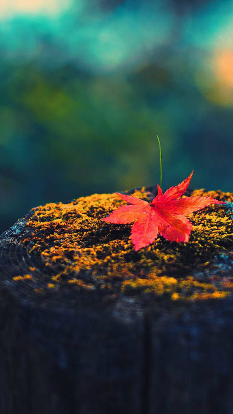 Autumn leaf, down, stump, HD phone wallpaper