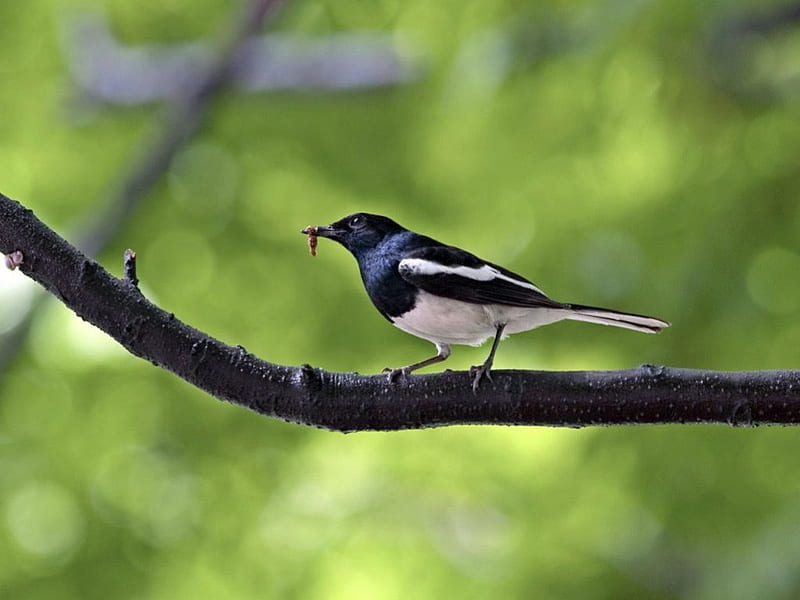 Oriental Magpie Robin, magpie robin, bird, branch, HD wallpaper
