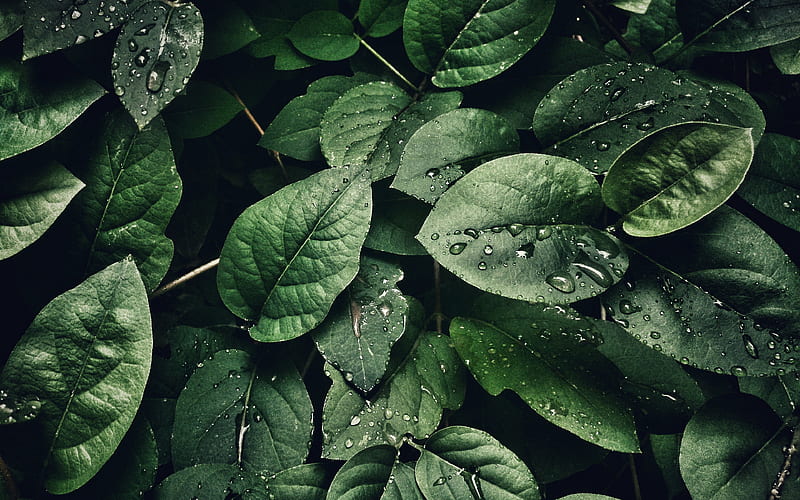 leaves with dew macro, plants, dew drops, green leaves, bokeh, leaves, HD wallpaper