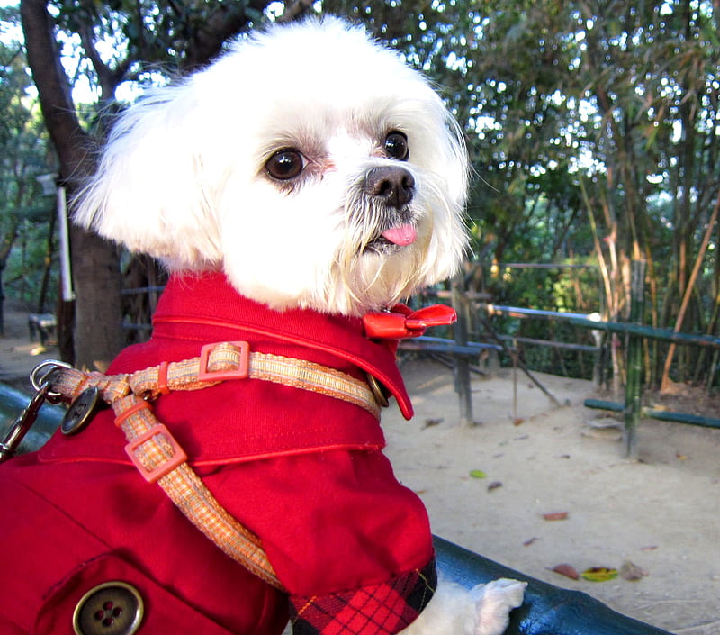 Cute dog, cute, red, wear clothes, dog, HD wallpaper