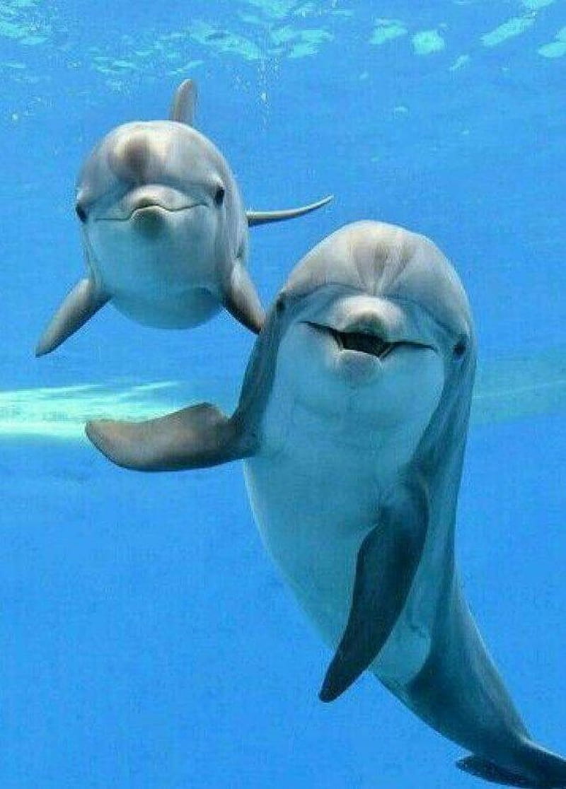 Dolphin HD Wallpapers and Backgrounds  HD Wallpapers  Pinterest   Wallpaper Hd wallpaper and Wallpaper backgrounds