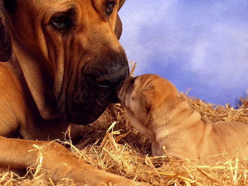 Awww, so cute!, sniffing noses, hay, puppy, dog, HD wallpaper