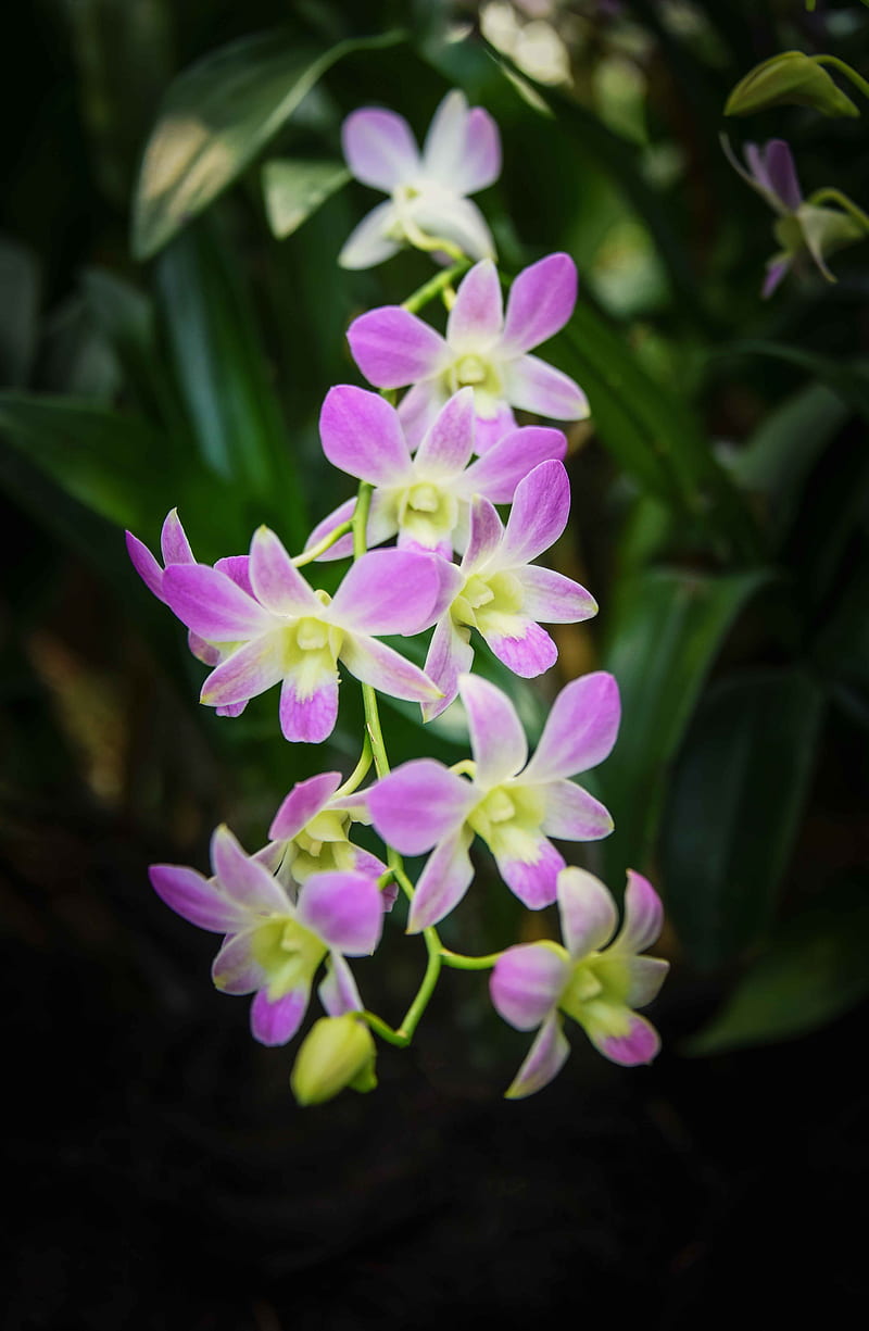 singapore orchid, orchid, flowers, HD phone wallpaper
