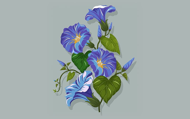 Morning Glory, flowers, blue, vector, HD wallpaper