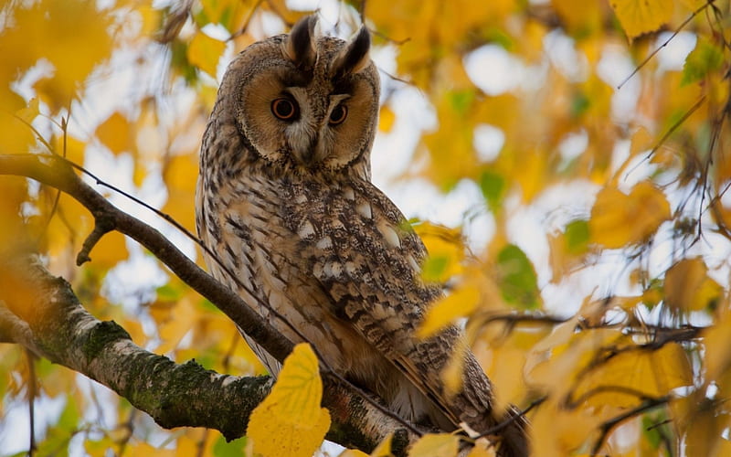 Owl, fall, autumn, creanga, horned, striga, toamna, yellow, pene, galben, branch, copac, feather, frunze, leaf, cucuvea, tree, olw, HD wallpaper