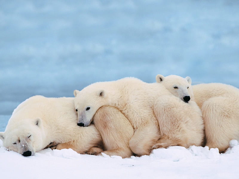 Family Snuggle, arctic, polar bears, bear, snuggling, sleeping, winter, snow, ice, snuggle, HD wallpaper