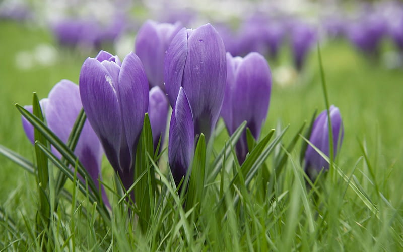 spring flowers, crocuses, purple flowers, purple crocuses, green grass, morning, HD wallpaper