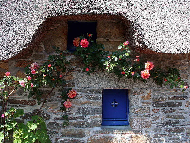 heavenly cottage, stone, cottage, heavenly, flowers, thatched, wall, HD wallpaper