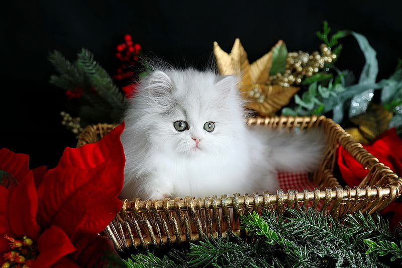 White christmas kitty, christmas, holiday, fluffy, kitty, adorable, cat, sweet, cute, pet, basket, kitten, white, HD wallpaper