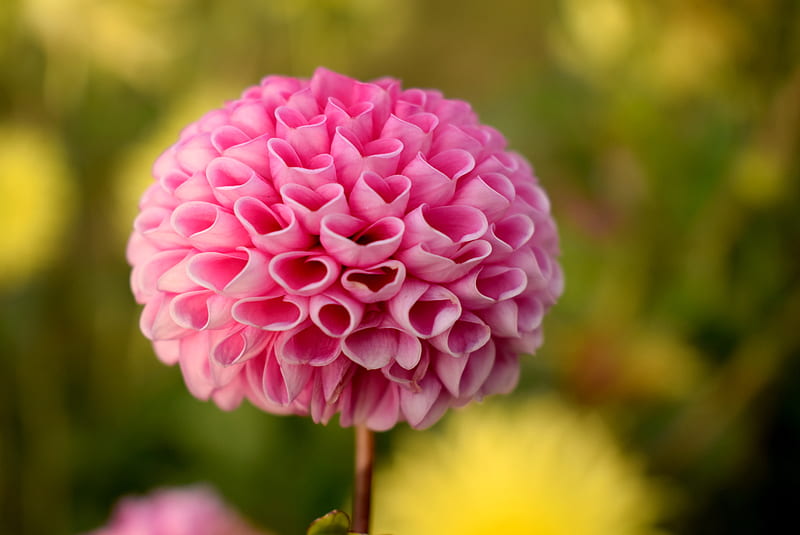 Pink Ball Dahlia Flower in Selective Focus graphy, HD wallpaper