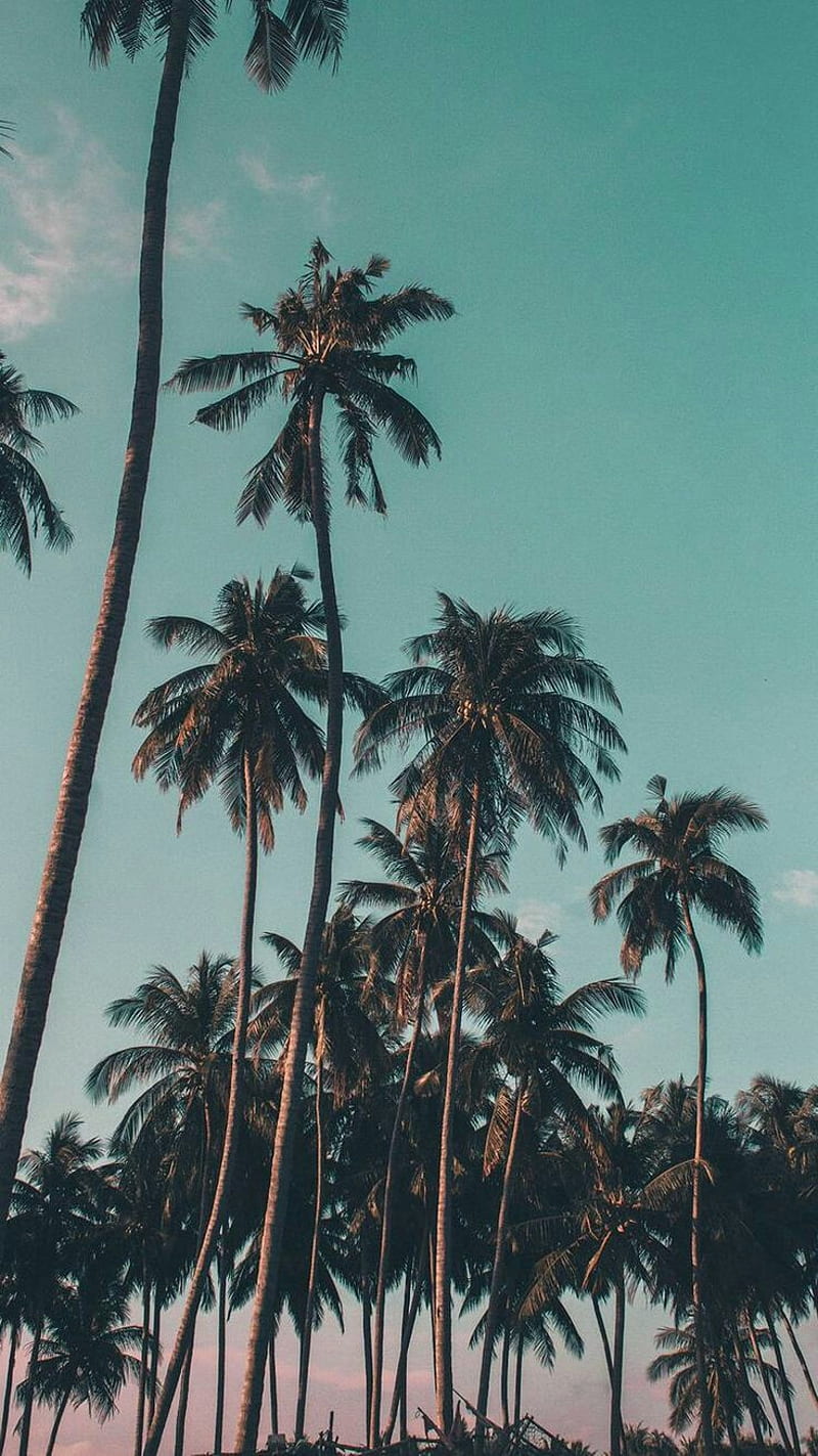 Miami, beach, colorful, nature, palm, summer, sunset, sunsets, trees, usa, HD phone wallpaper