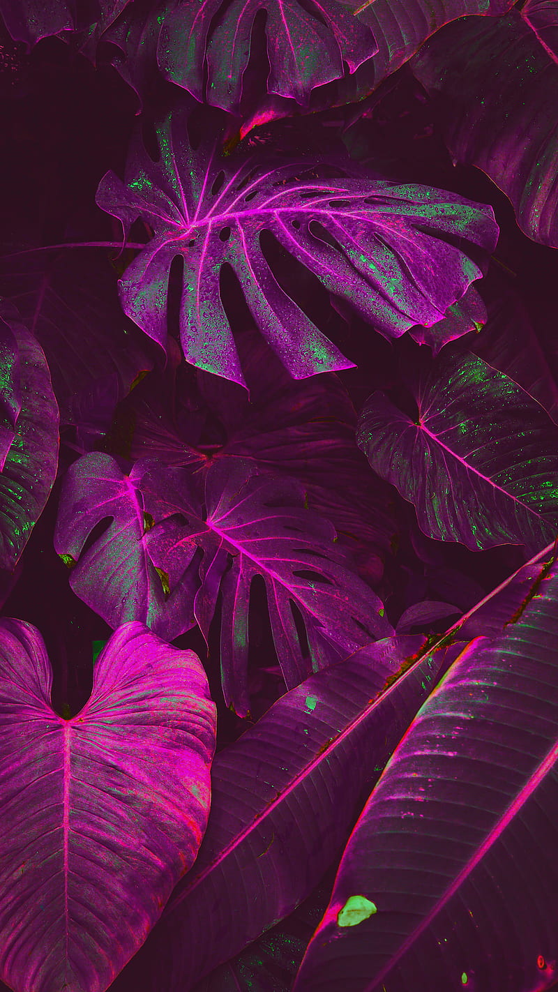 Fluorescence Water II, nature, outdoors, graphy, plants, psicodelia, retrowave, surreal, synthwave, tropical, vaporwave, HD phone wallpaper