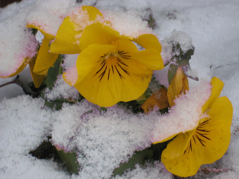 Sunny winter, wonderful, warm, violets, yellow, sunny, bonito, delicate, fragile, winter, snow, bright, siempre, pansies, flowers, nature, sunshine, HD wallpaper