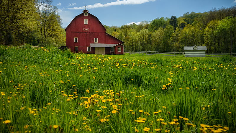 Dandelion Meadow Pennsylvania Nature, HD wallpaper