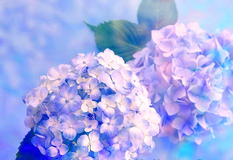 Hydrangea blues, hydrangea, leaves, flowers, pink, blue, HD wallpaper