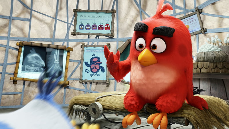 Red The Angry Birds, angry-birds, birds, movies, animated-movies, 2016-movies, the-angry-birds-movie, HD wallpaper