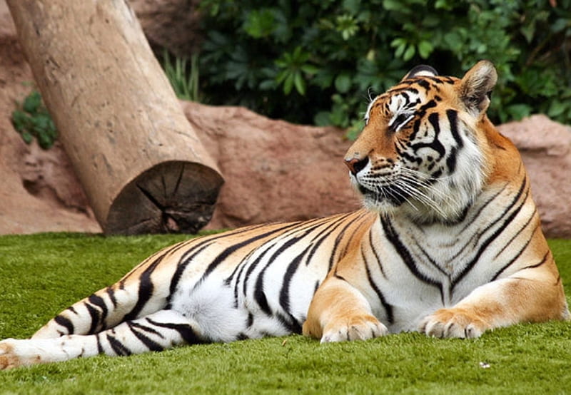 tigre :D, tiger, tiger, big cat, animal, HD wallpaper