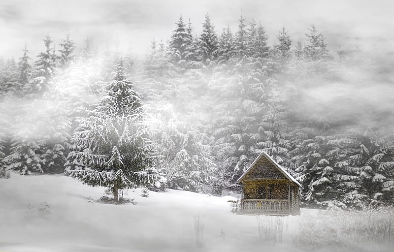 house near trees covered by snow, HD wallpaper