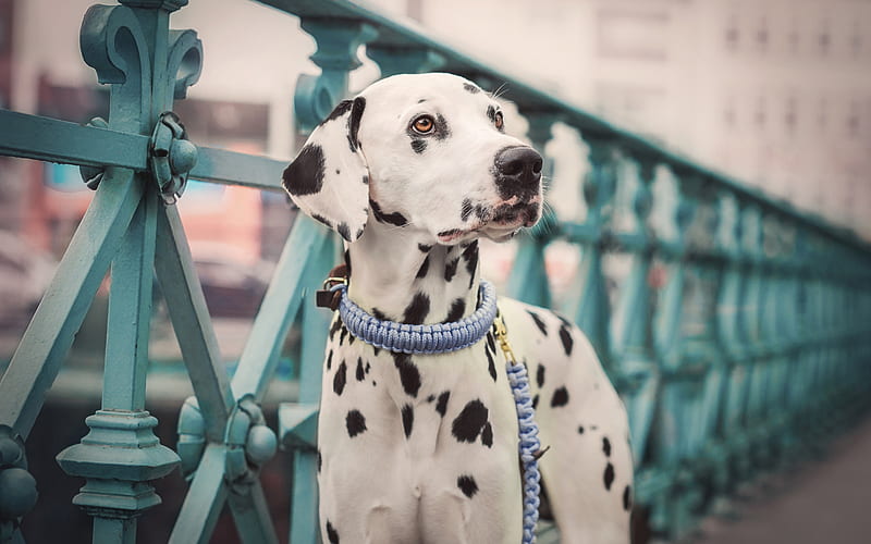 Dalmatian, white dog with black spots, pets, cute animals, dogs, HD wallpaper