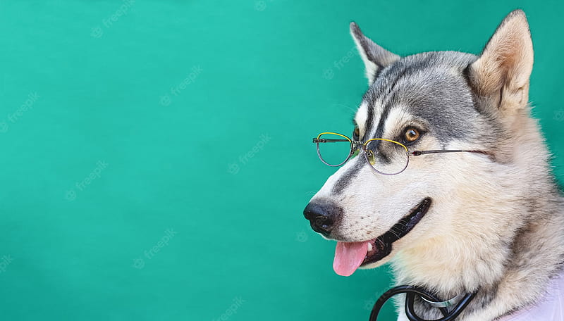 Premium . A funny husky in glasses doctor on a green background with copy space, HD wallpaper