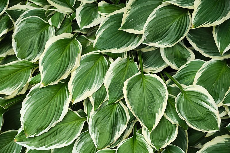 leaves, hosta, plants, green, HD wallpaper
